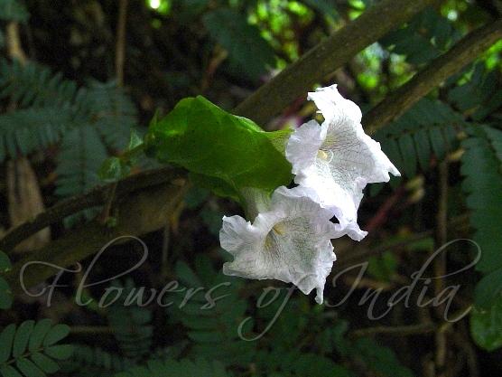 Small Flowered Coneflower